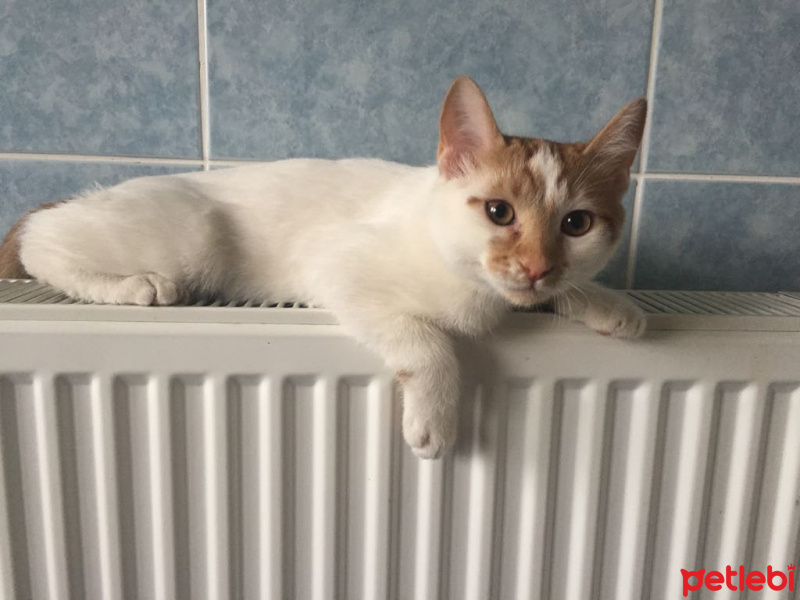 Soke, Kedi  Tarçın fotoğrafı