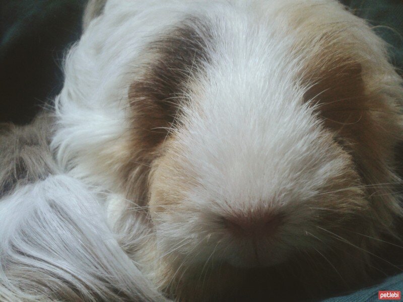 Guinea Pig, Kemirgen  Limon fotoğrafı