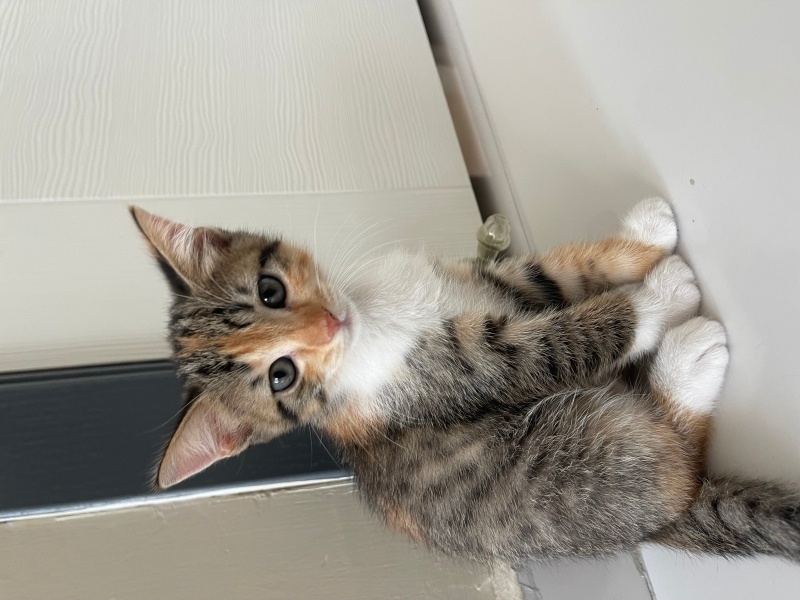 Tekir Kedi, Kedi  MİNİK YAVRU TARÇIHAN fotoğrafı