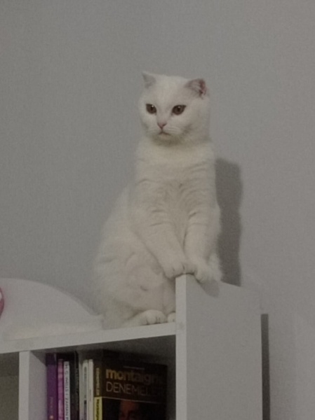 Scottish Fold, Kedi  Süt dişi fotoğrafı