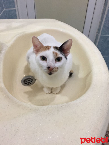 Soke, Kedi  Haylaz fotoğrafı