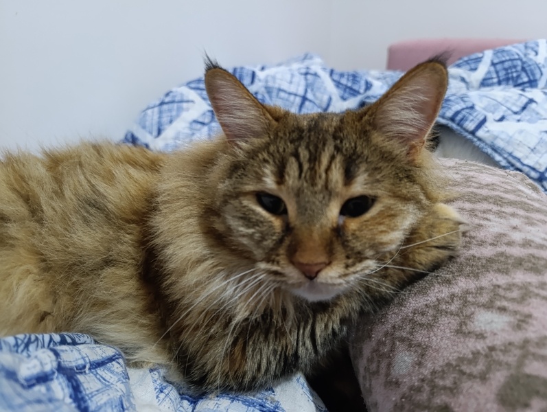 Tekir Kedi, Kedi  Köfte fotoğrafı