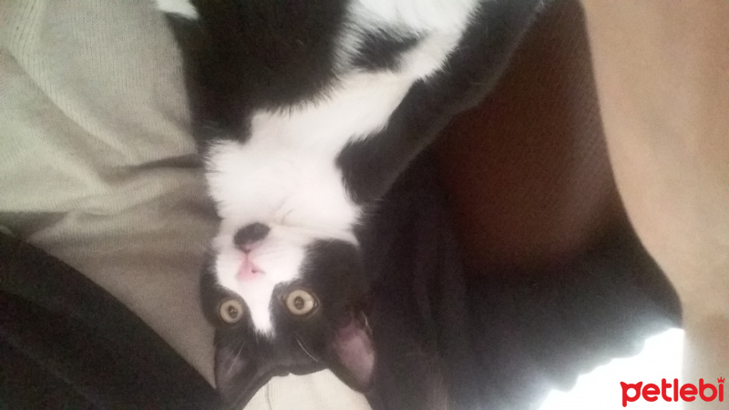 Tekir Kedi, Kedi  Pati fotoğrafı