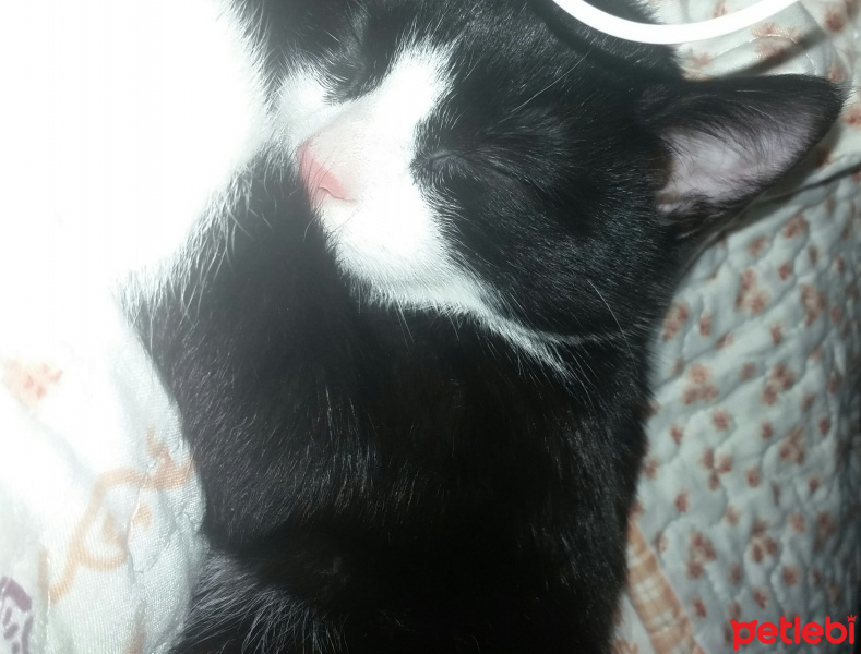 Tekir Kedi, Kedi  Pati fotoğrafı