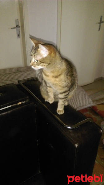 Tekir Kedi, Kedi  Kısmet fotoğrafı
