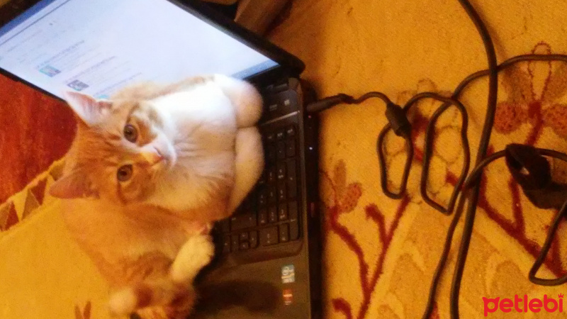 Tekir Kedi, Kedi  Karamel fotoğrafı