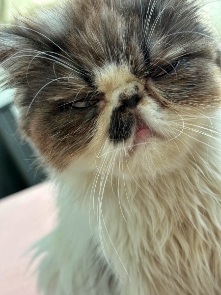 İran Kedisi (Persian), Kedi  Liliy fotoğrafı