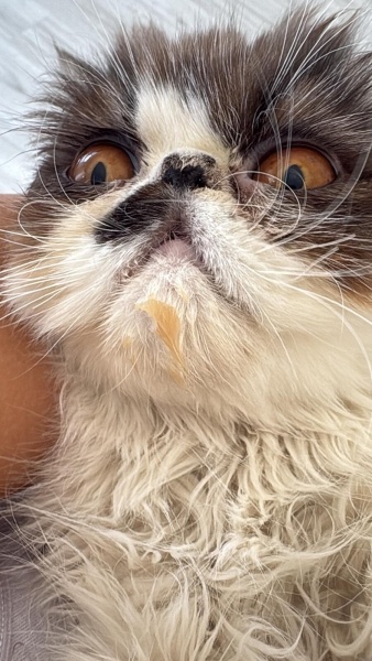 İran Kedisi (Persian), Kedi  Liliy fotoğrafı
