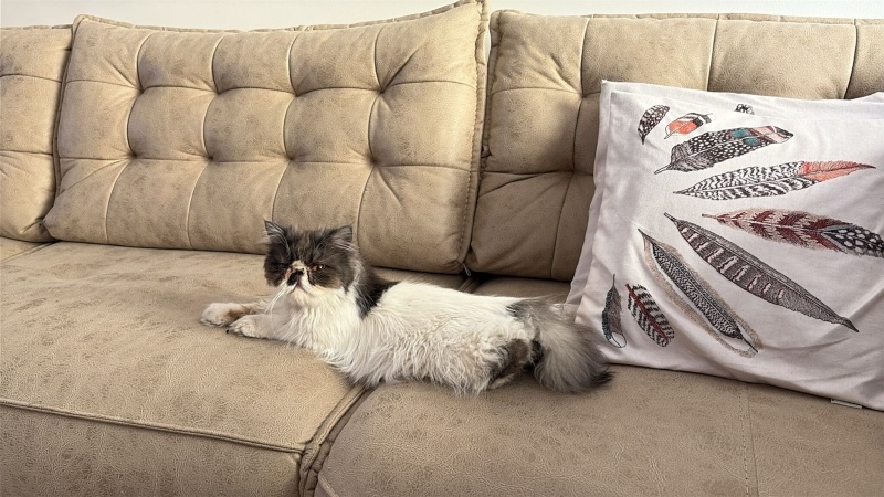 İran Kedisi (Persian), Kedi  Liliy fotoğrafı