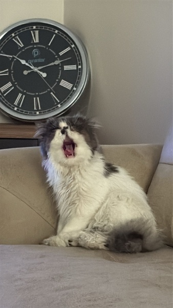 İran Kedisi (Persian), Kedi  Liliy fotoğrafı