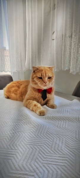 İran Kedisi (Persian), Kedi  Liliy fotoğrafı