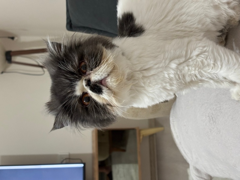 İran Kedisi (Persian), Kedi  Liliy fotoğrafı