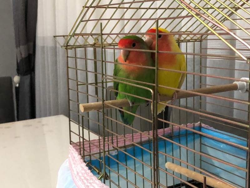 Papağan, Kuş  Cimen ve limon fotoğrafı