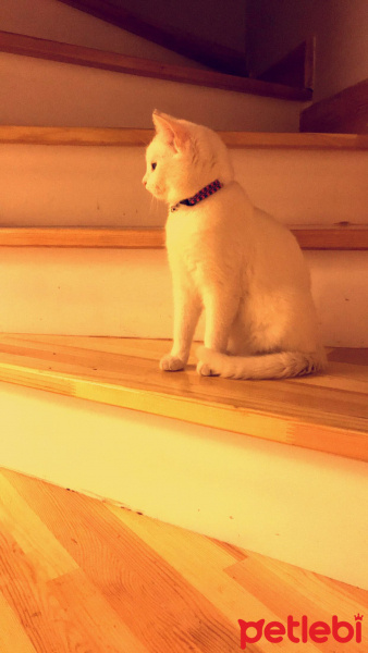 Van Kedisi, Kedi  Mişa fotoğrafı