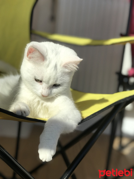 Van Kedisi, Kedi  Mişa fotoğrafı