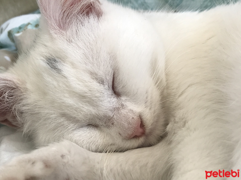 Van Kedisi, Kedi  Mişa fotoğrafı