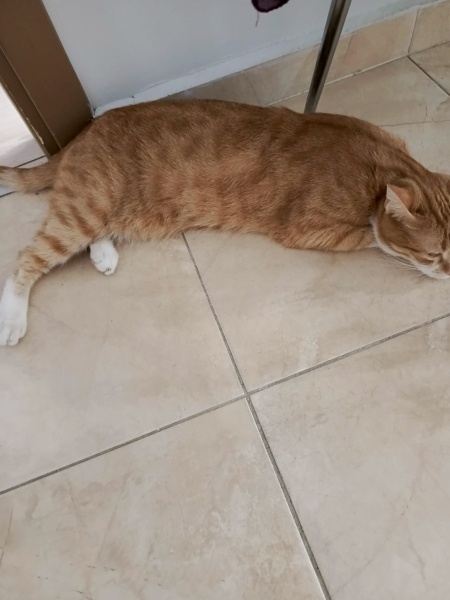 Tekir Kedi, Kedi  Sütlaç ve şakir fotoğrafı