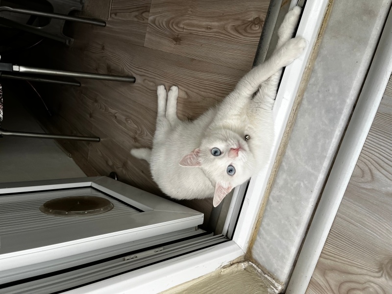 Ankara Kedisi, Kedi  Ogi fotoğrafı