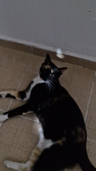 Tekir Kedi, Kedi  Çılbır fotoğrafı