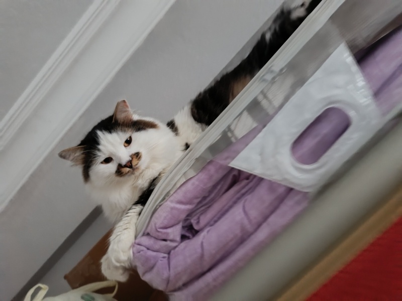 Norwegian Forest, Kedi  Minnak fotoğrafı