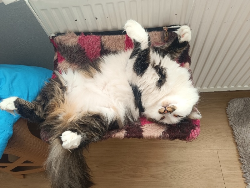 Norwegian Forest, Kedi  Minnak fotoğrafı