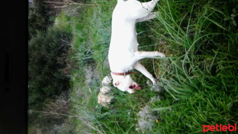 Dogo Arjantin, Köpek  Hera fotoğrafı