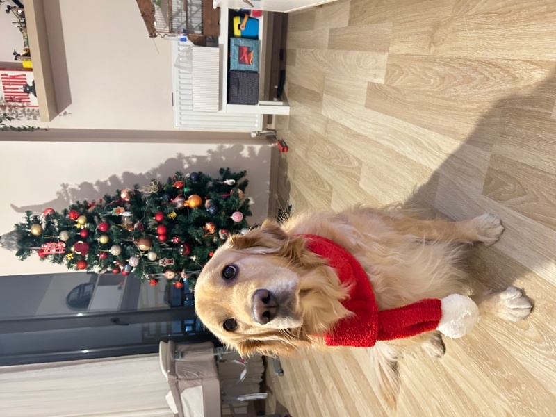 Golden Retriever, Köpek  Lily fotoğrafı