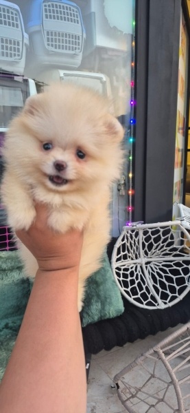 Pomeranyalı, Köpek  Minik fotoğrafı