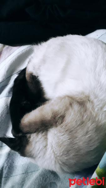 Siyam Kedisi, Kedi  simya fotoğrafı