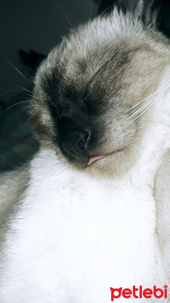 Siyam Kedisi, Kedi  simya fotoğrafı