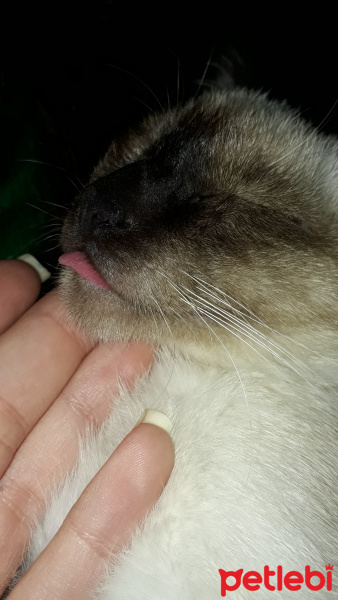 Siyam Kedisi, Kedi  simya fotoğrafı