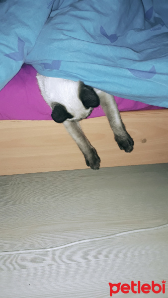 Siyam Kedisi, Kedi  simya fotoğrafı