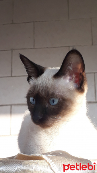 Siyam Kedisi, Kedi  simya fotoğrafı