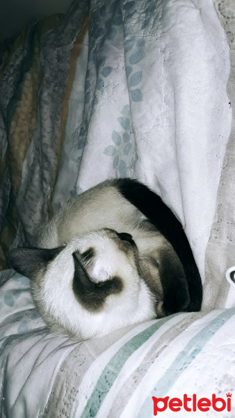 Siyam Kedisi, Kedi  simya fotoğrafı