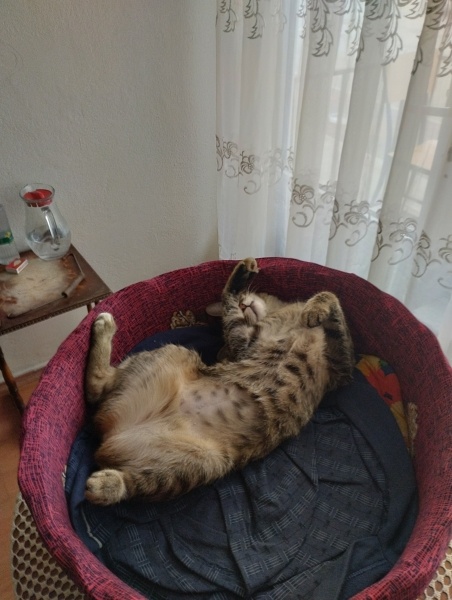 Tekir Kedi, Kedi  Çingiz Tuna fotoğrafı