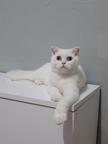 British Shorthair, Kedi  Pamuk fotoğrafı