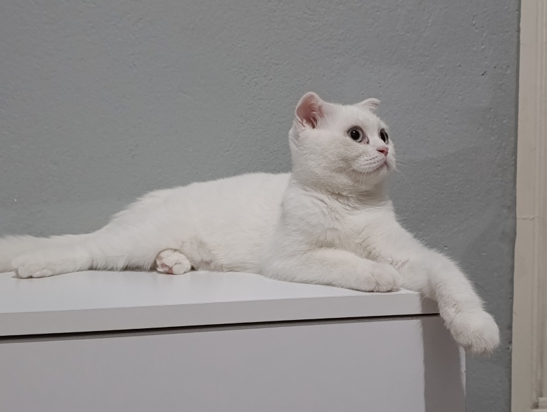 British Shorthair, Kedi  Pamuk fotoğrafı