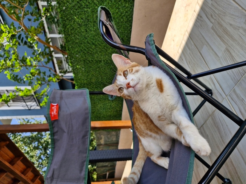 Sarman, Kedi  Behlül fotoğrafı
