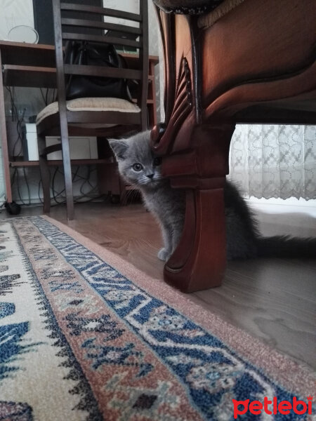 British Shorthair, Kedi  Cheetos fotoğrafı