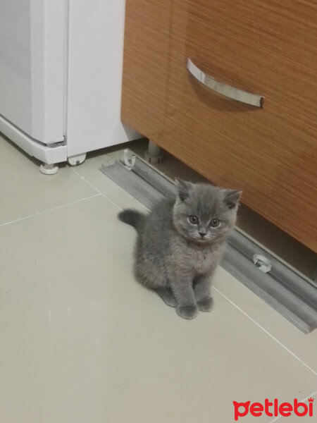 British Shorthair, Kedi  Cheetos fotoğrafı