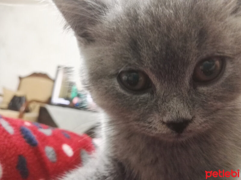 British Shorthair, Kedi  Cheetos fotoğrafı