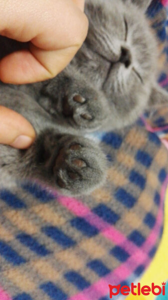 British Shorthair, Kedi  Cheetos fotoğrafı