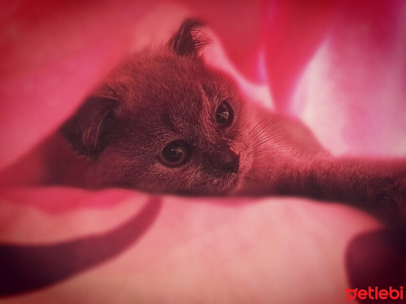 British Shorthair, Kedi  Cheetos fotoğrafı