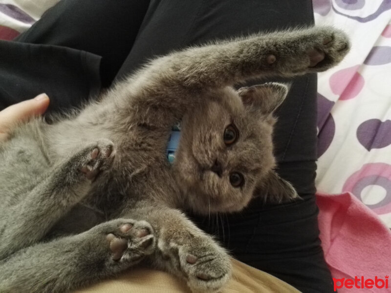 British Shorthair, Kedi  Cheetos fotoğrafı