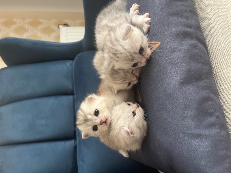 Scottish Fold, Kedi  20 günlük minnoşlar fotoğrafı
