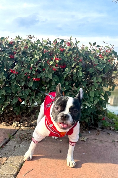 Fransız Bulldog, Köpek  Dice fotoğrafı