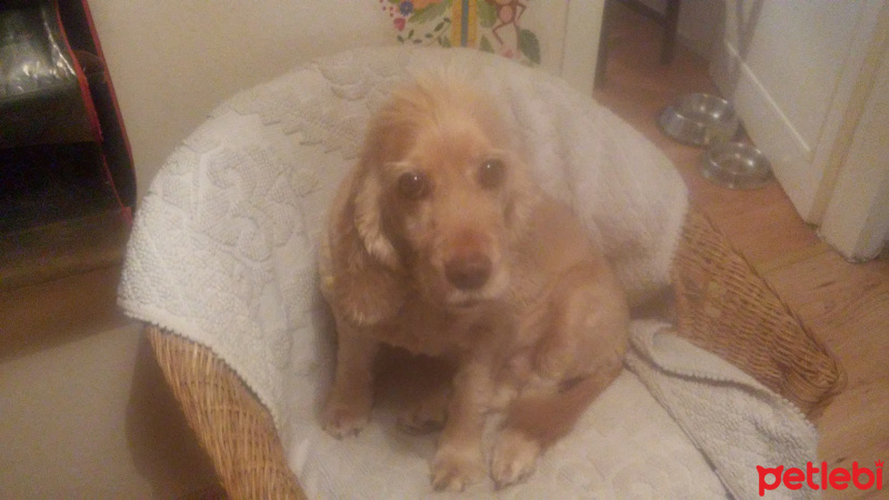 Amerikan Cocker Spaniel, Köpek  Megi fotoğrafı
