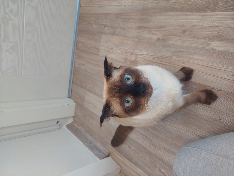 Siyam Kedisi, Kedi  Ankara içi kedi sahiplendirme fotoğrafı
