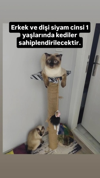 Siyam Kedisi, Kedi  Ankara içi kedi sahiplendirme fotoğrafı