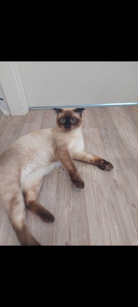 Siyam Kedisi, Kedi  Ankara içi kedi sahiplendirme fotoğrafı